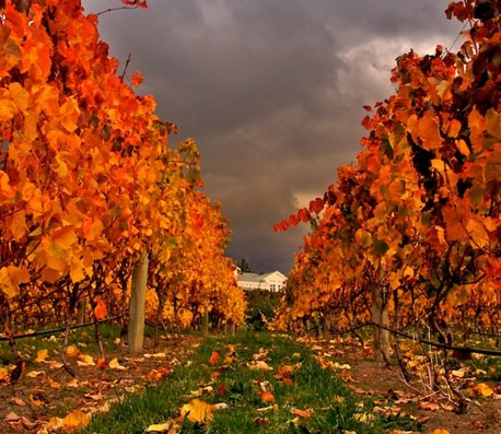 Web漏洞扫描工具